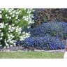 Lithospermum Grace Ward