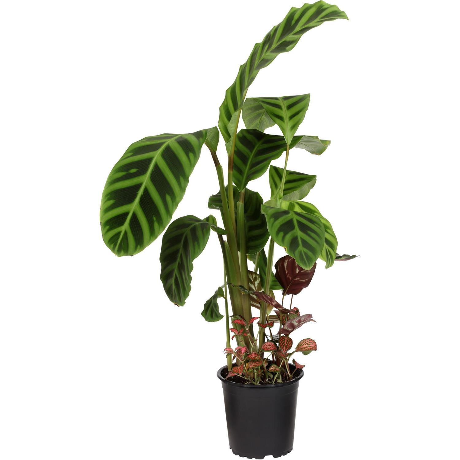 Foliage Mixed Planter 12cm