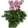 Cyclamen Victoria Mix 10.5cm