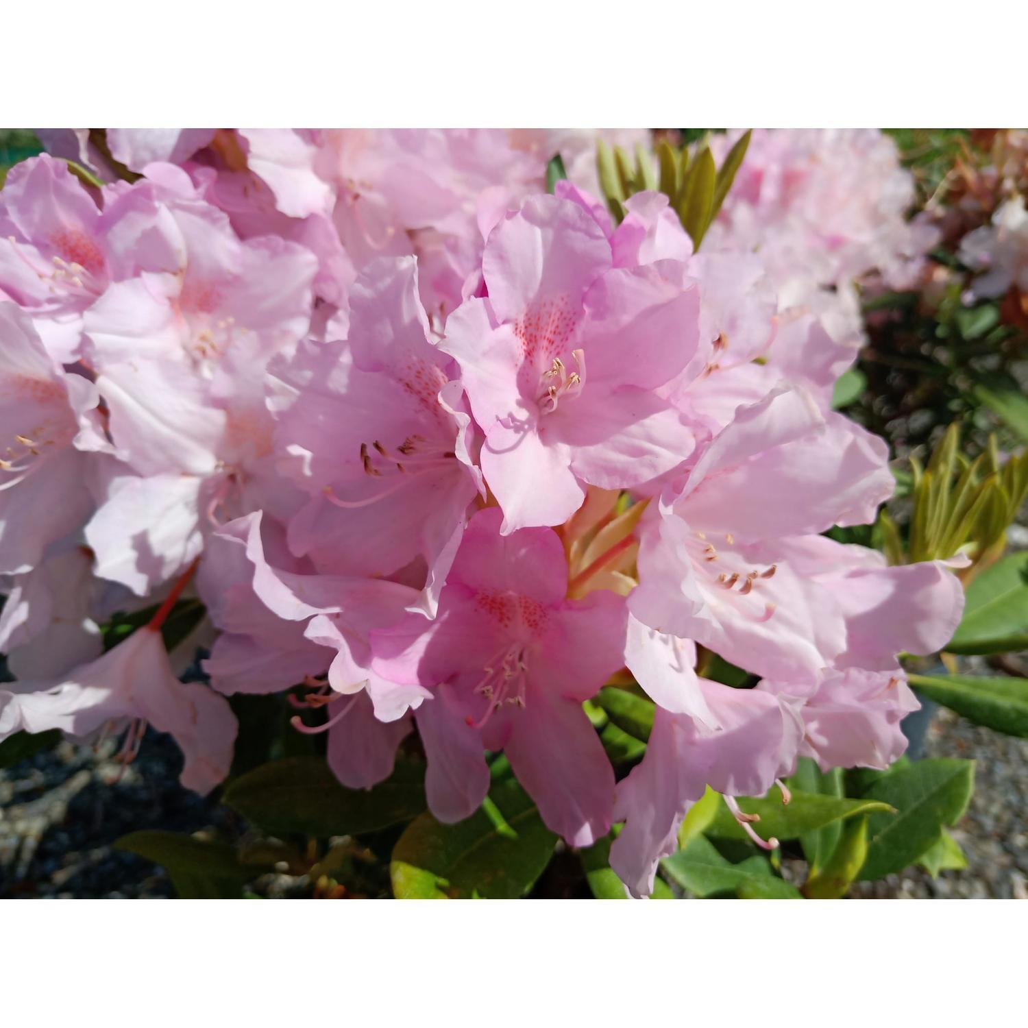 Rhododendron Centennial Day