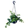 Aeschynanthus Mona Lisa Basket 17.5cm