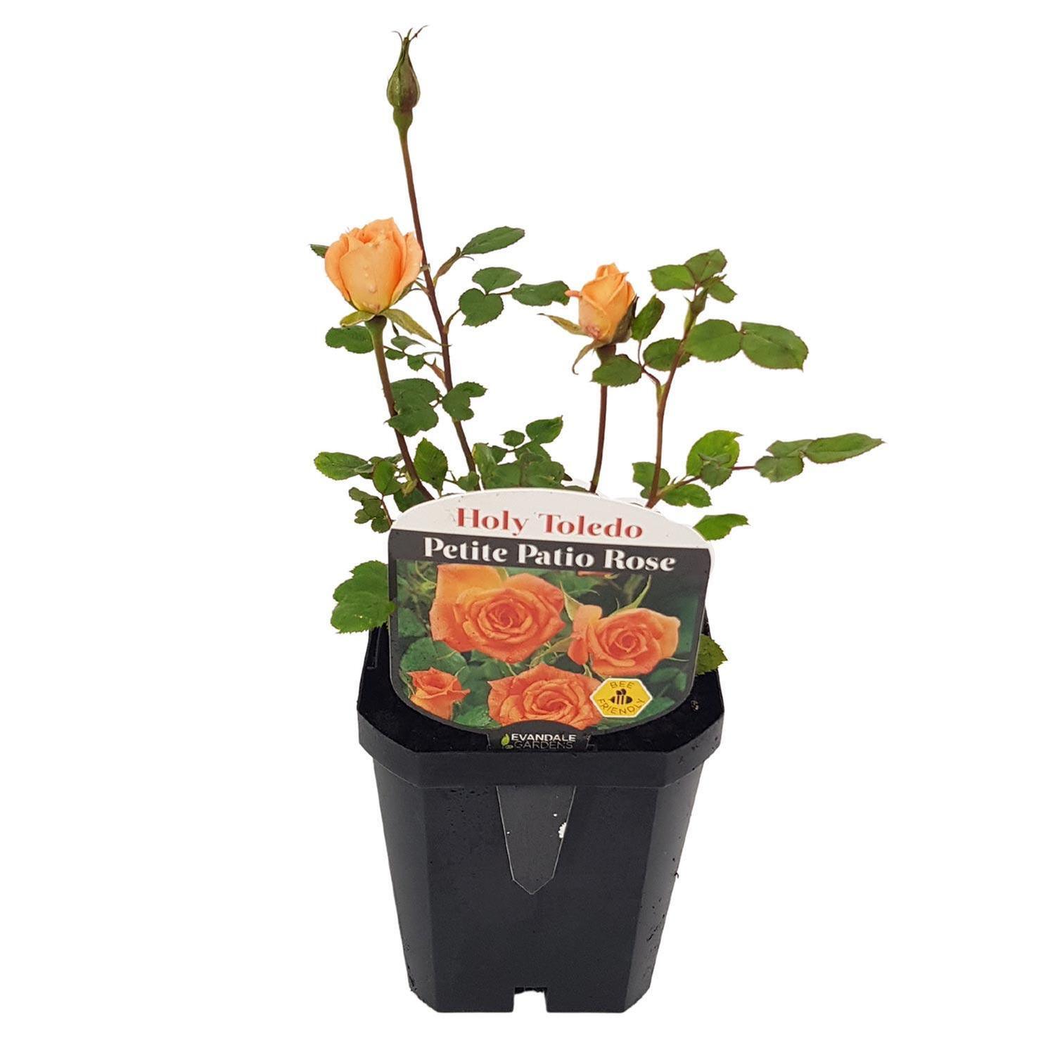 Patio Rose  Holy Toledo