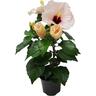 Flowering Hibiscus