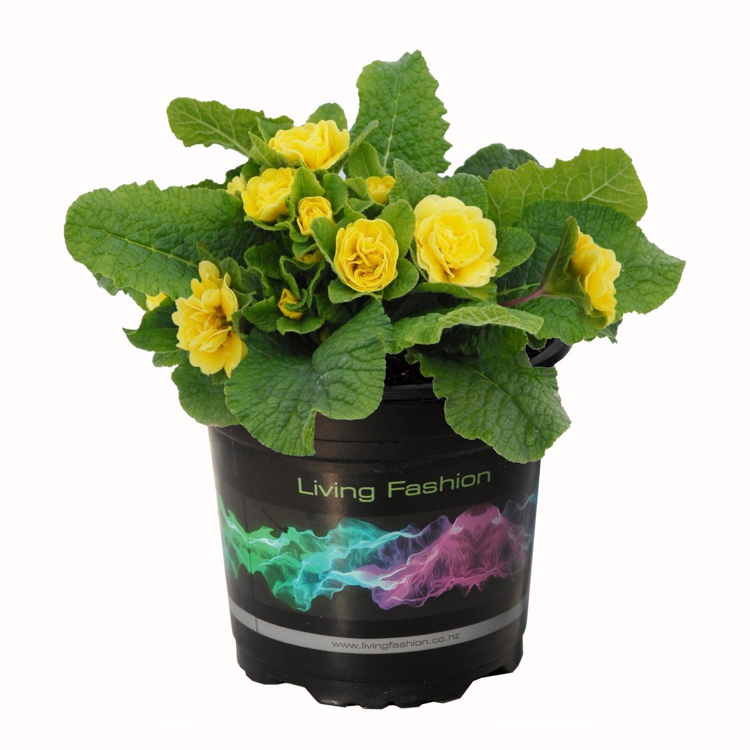 Primula Balerina Buttercup