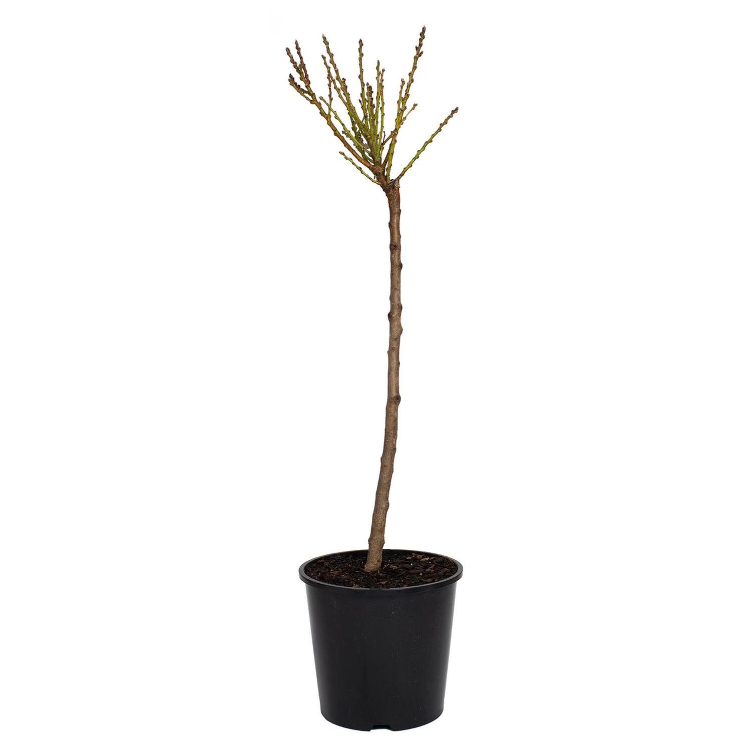 Nectarine Dwarf Garden Delight