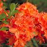 Azalea Deciduous Melford Flame 6 litre