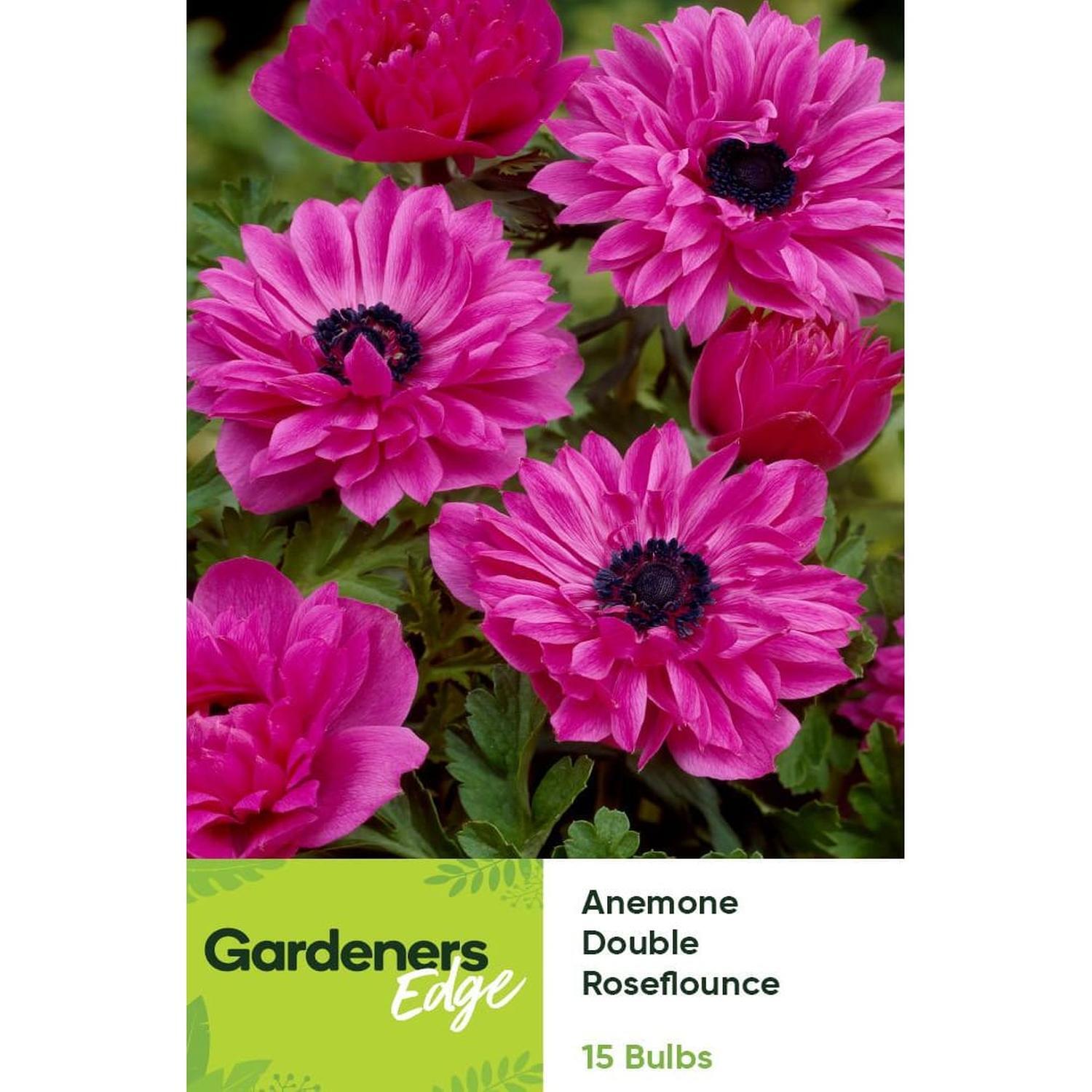 Anemone Double Lilac Pink Roseflounce 15 pack