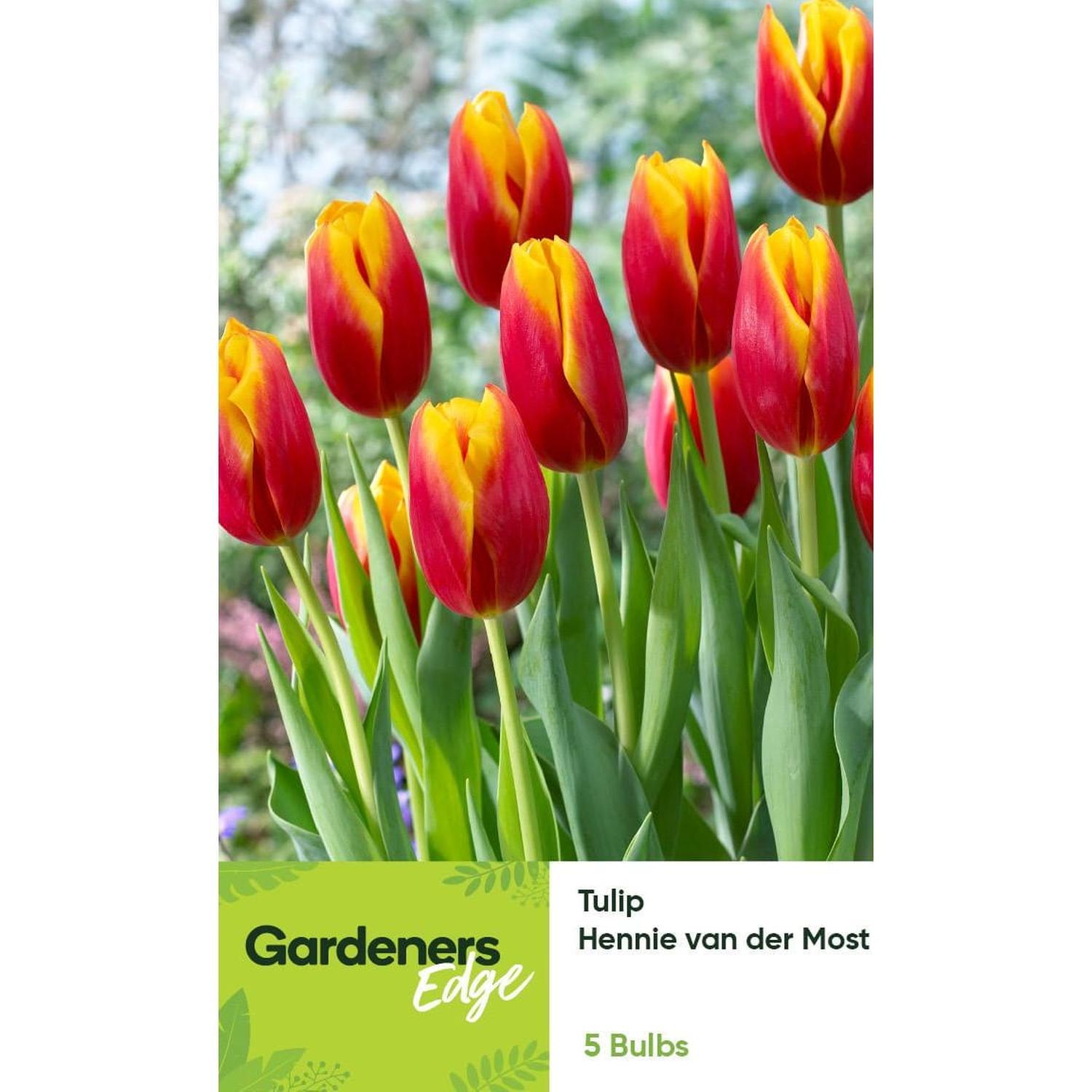 Tulip Single Hennie Van Der Most 5 pack