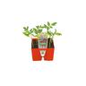 Tomato 'Sweet 100'