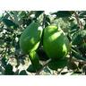 Feijoa Kaiteri