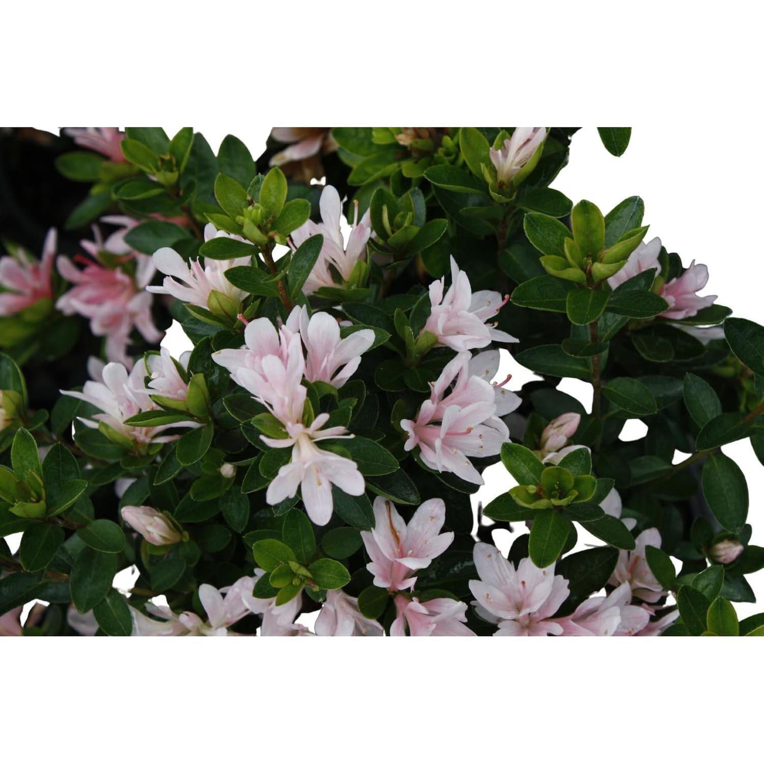 Azalea