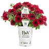 Petunia Black Cherry