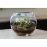 Glass Fishbowl Terrarium Vase