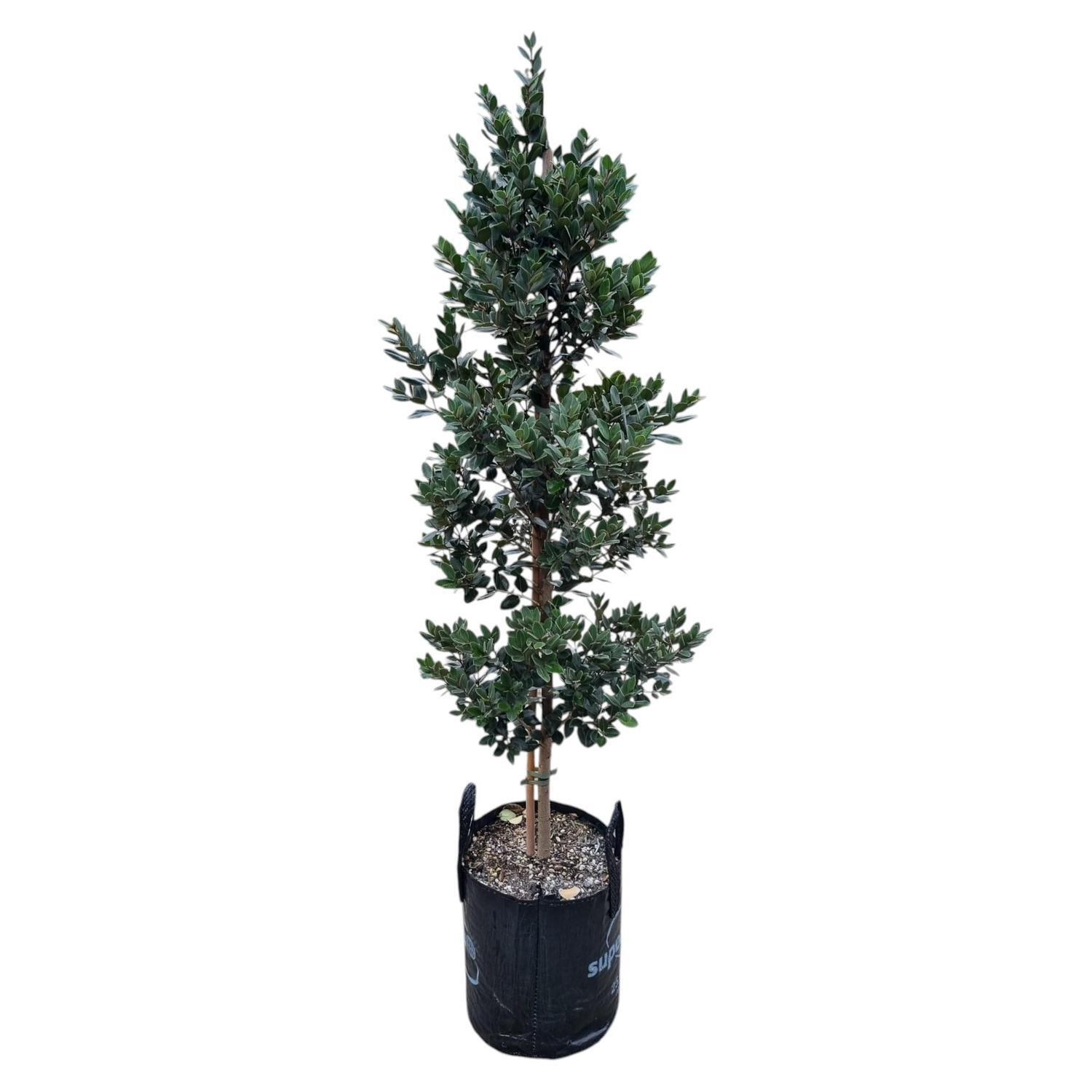 Metrosideros Mistral 'Pohutukawa'  25L