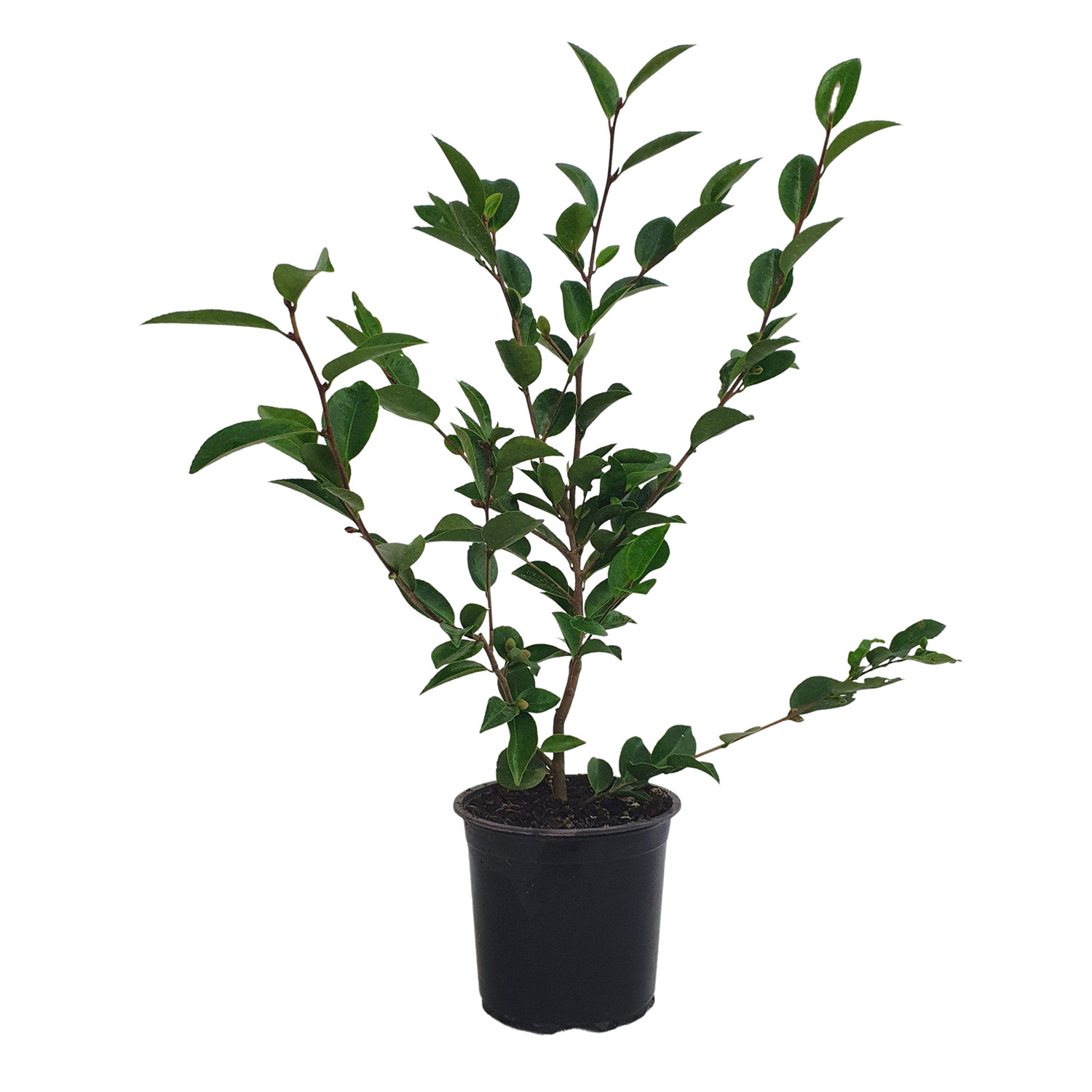 Camellia Cinnamon Cindy