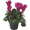 Micro Cyclamen