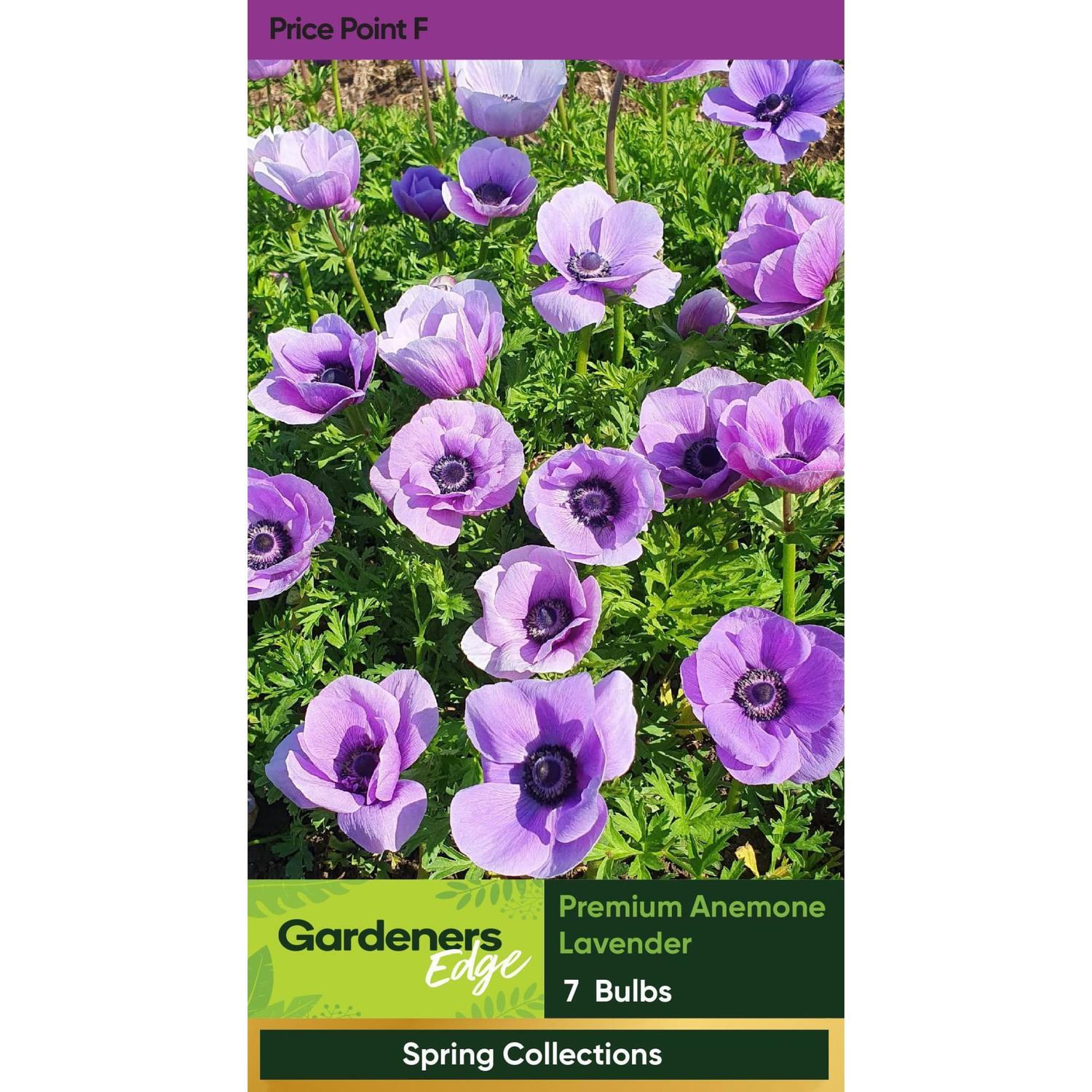 Premium Anemone Lavender Pack of 7