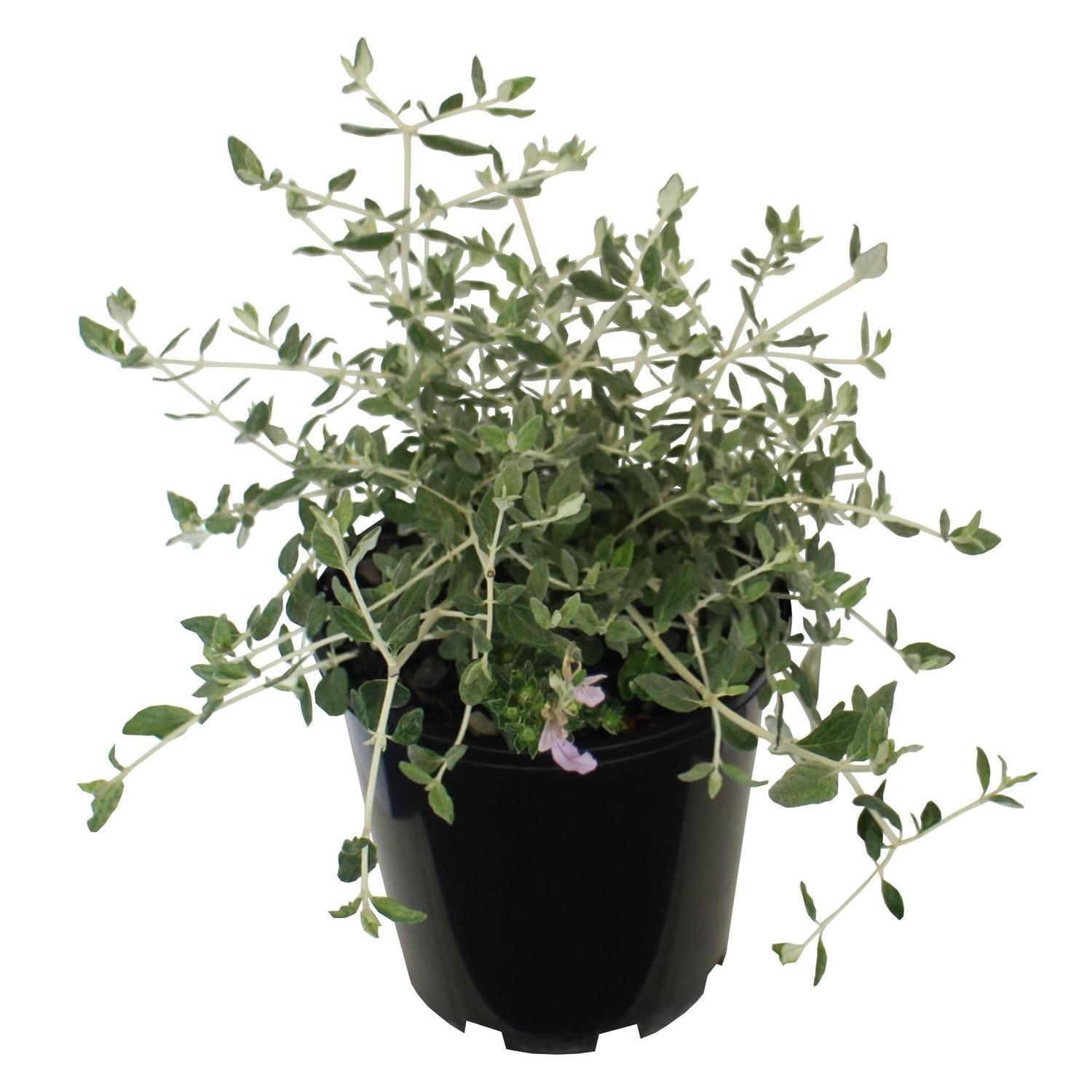 Teucrium fruticans