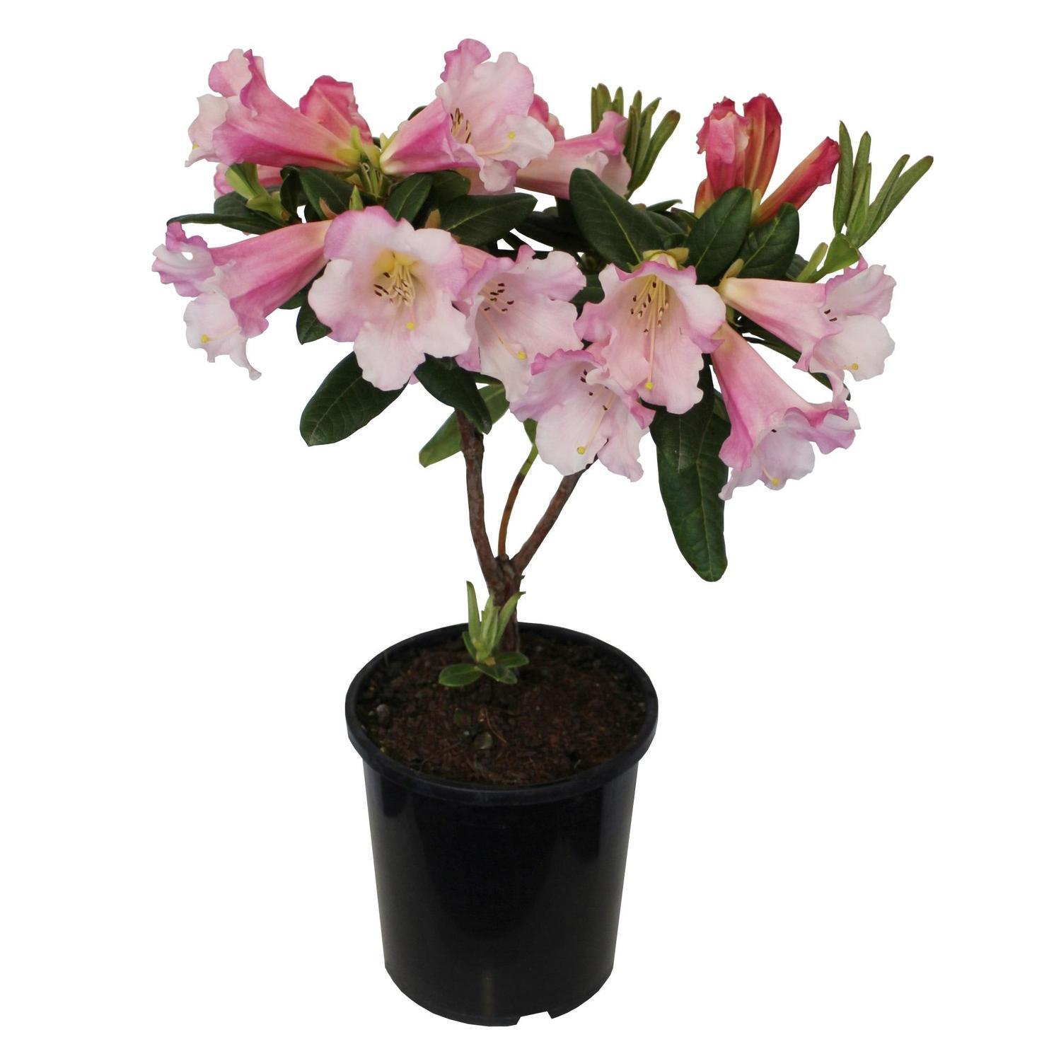 Rhododendron 'Countess of Haddington'