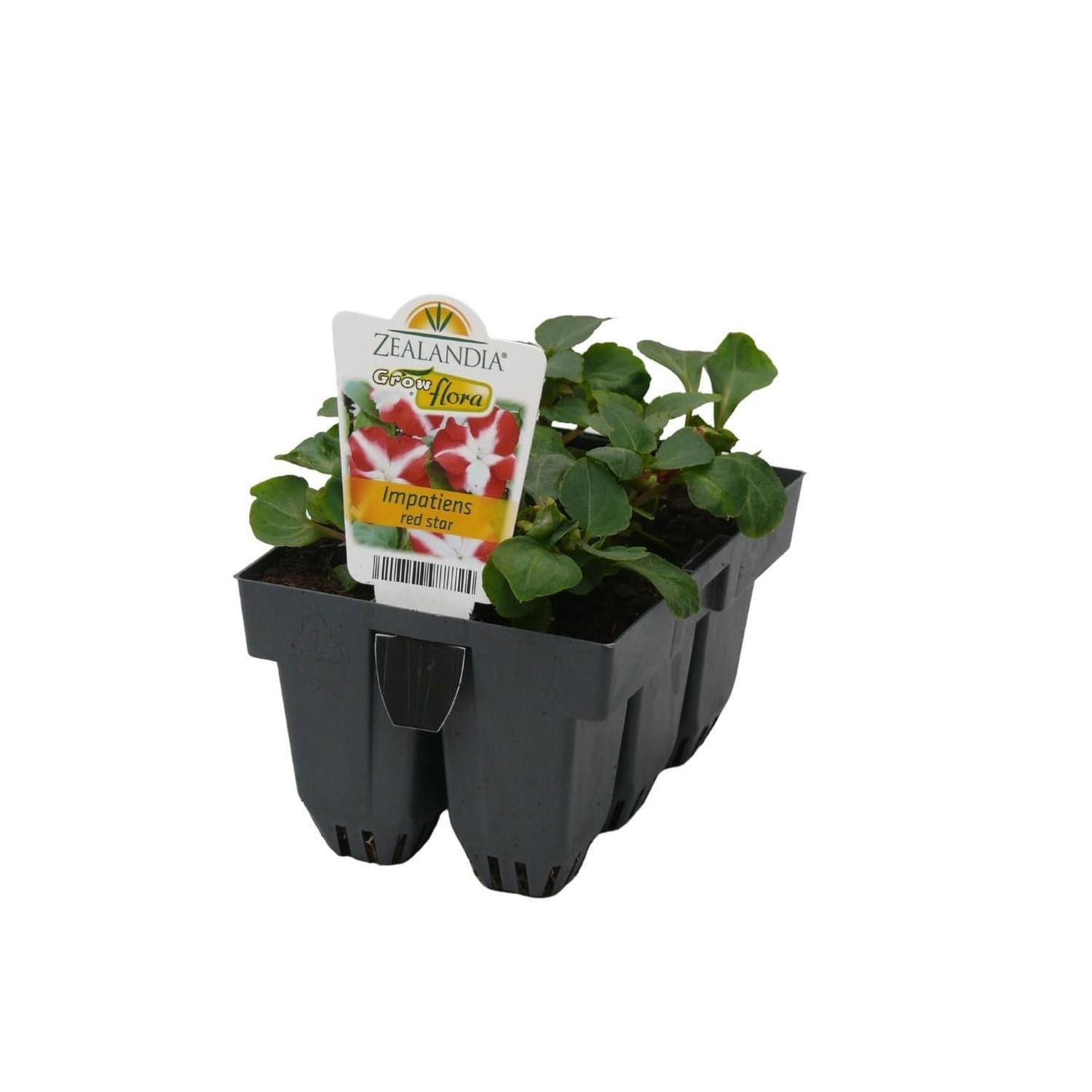 Impatiens Red Star