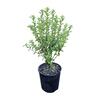 Pittosporum Mountain Green 2L