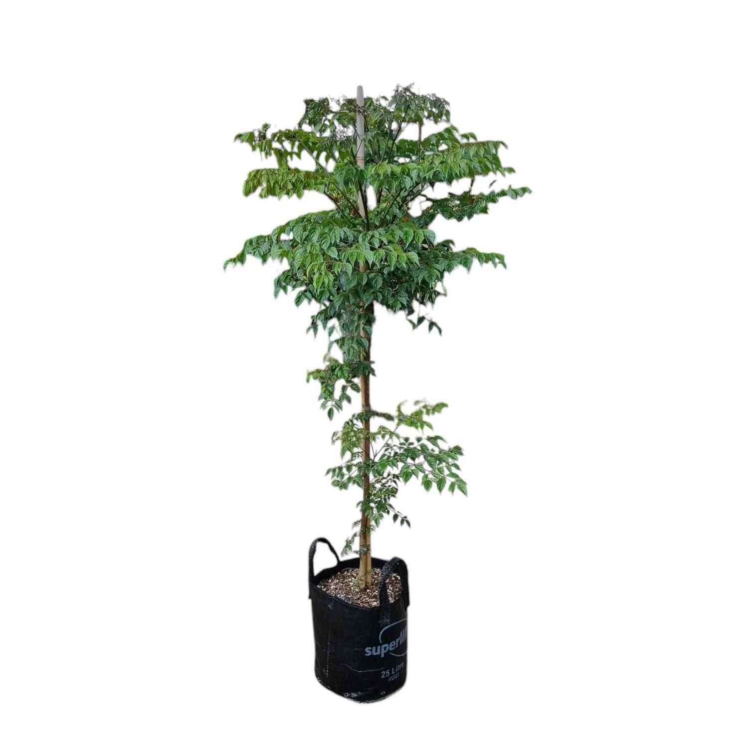 Radermachera Sinica 'China Doll'  25L