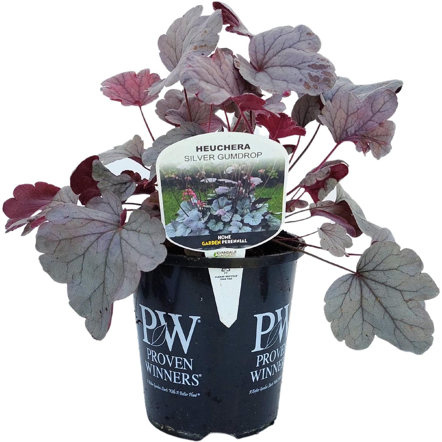 Heuchera Silver Gumdrop