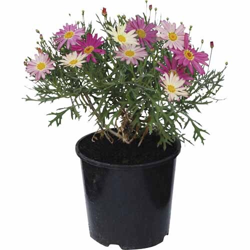 Federation Daisy Double Act