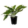 Hosta Ellerbroek