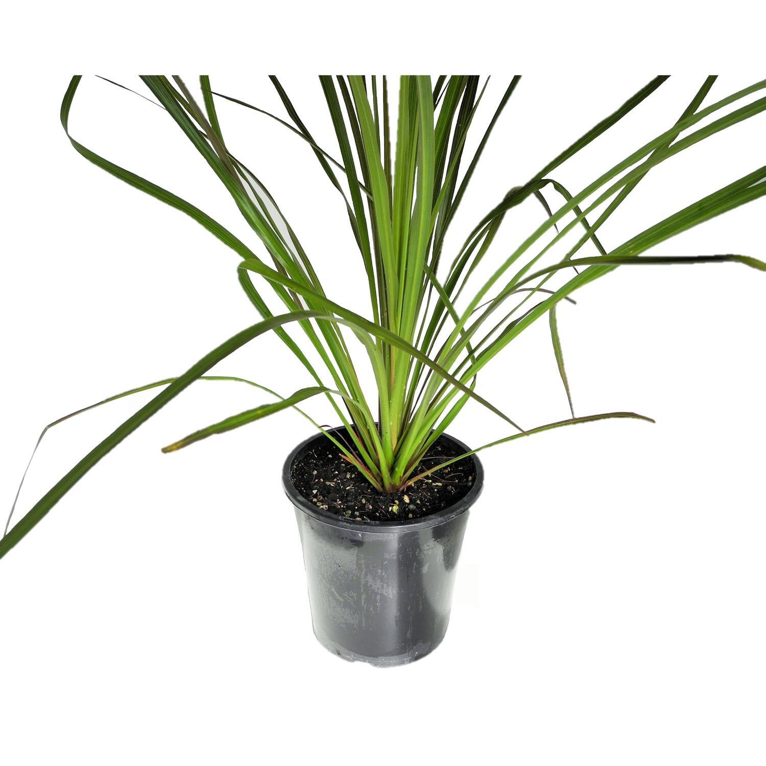 Cordyline Lime Fountain