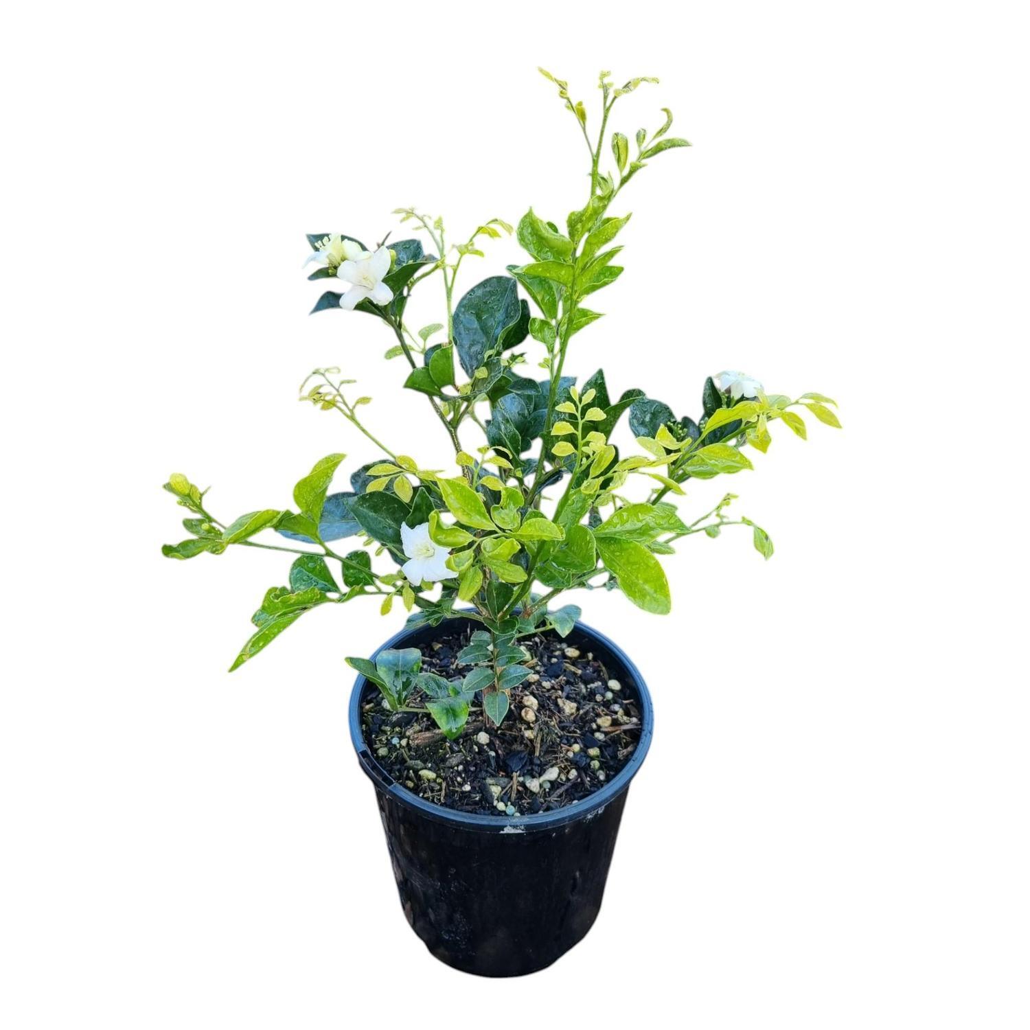 Murraya Paniculata 2L