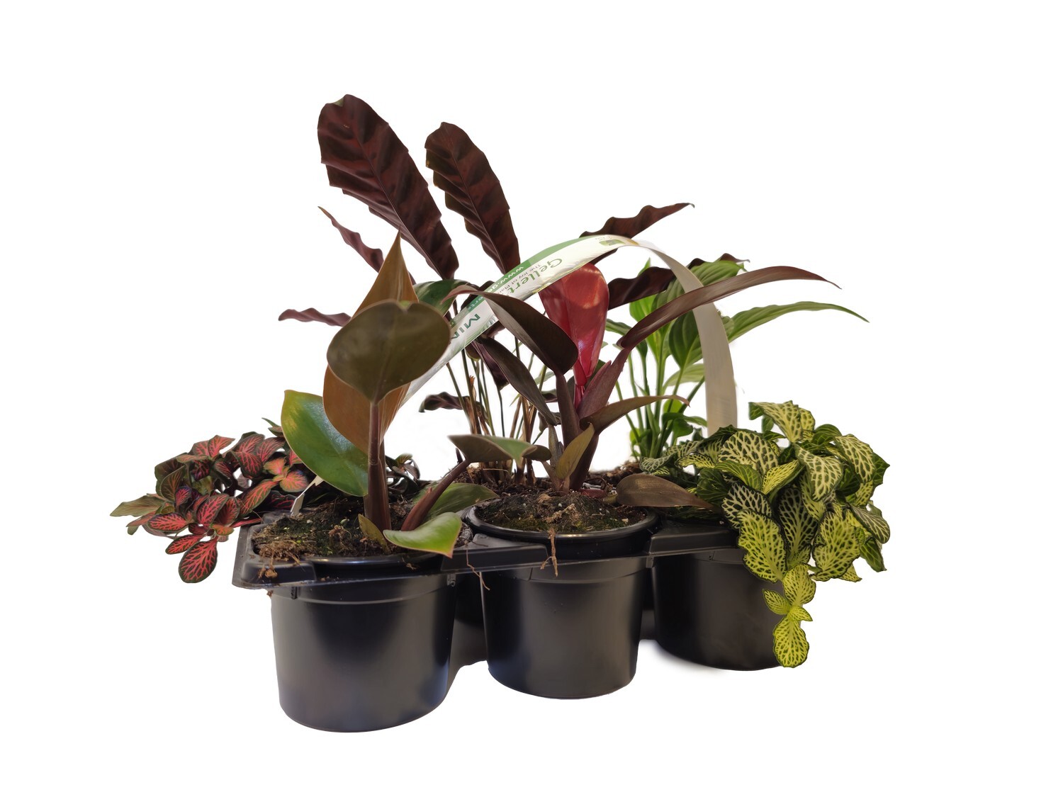 Foliage Six Pack 9cm