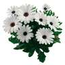 Osteospermum Margarita