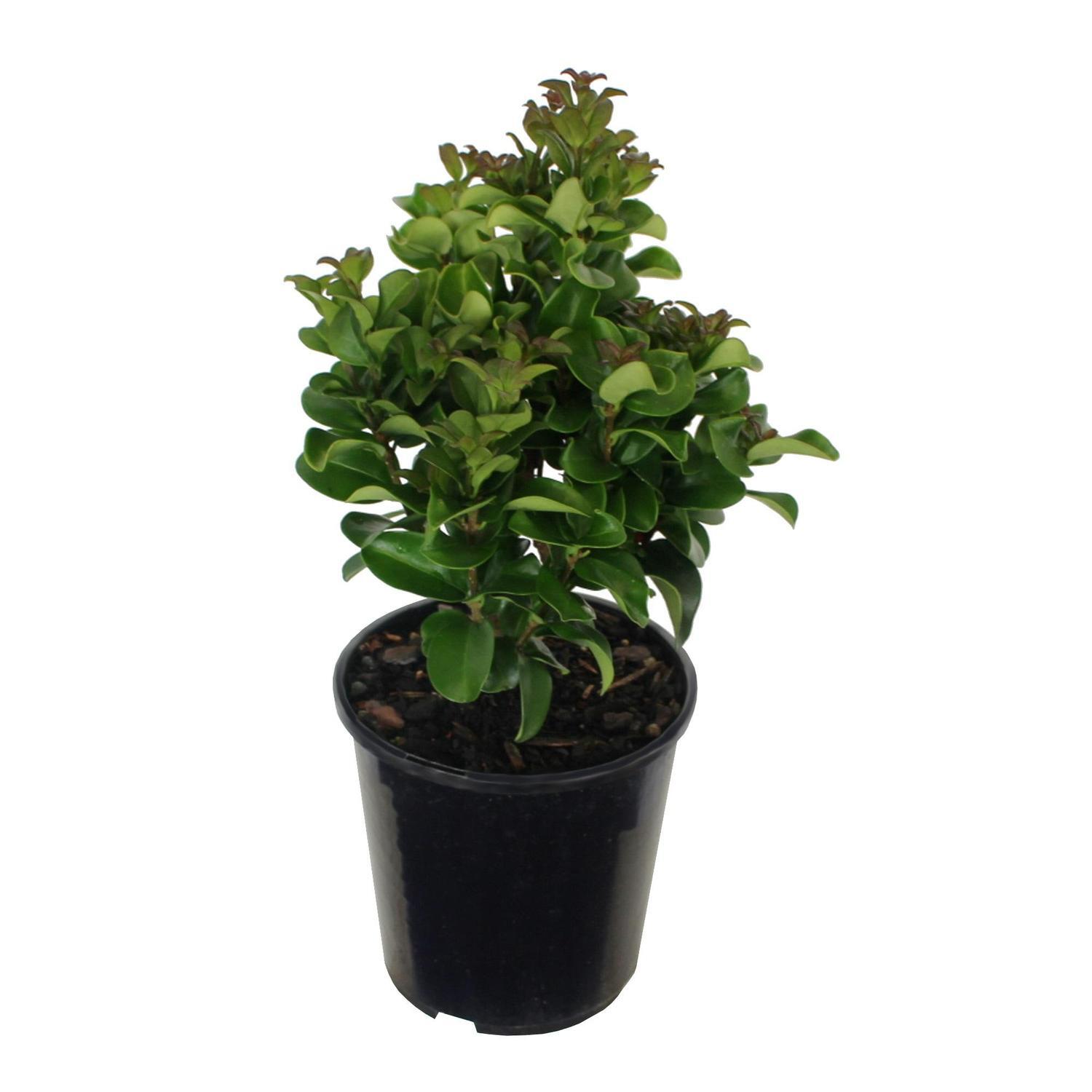 Ligustrum japonicum Rotundifolium