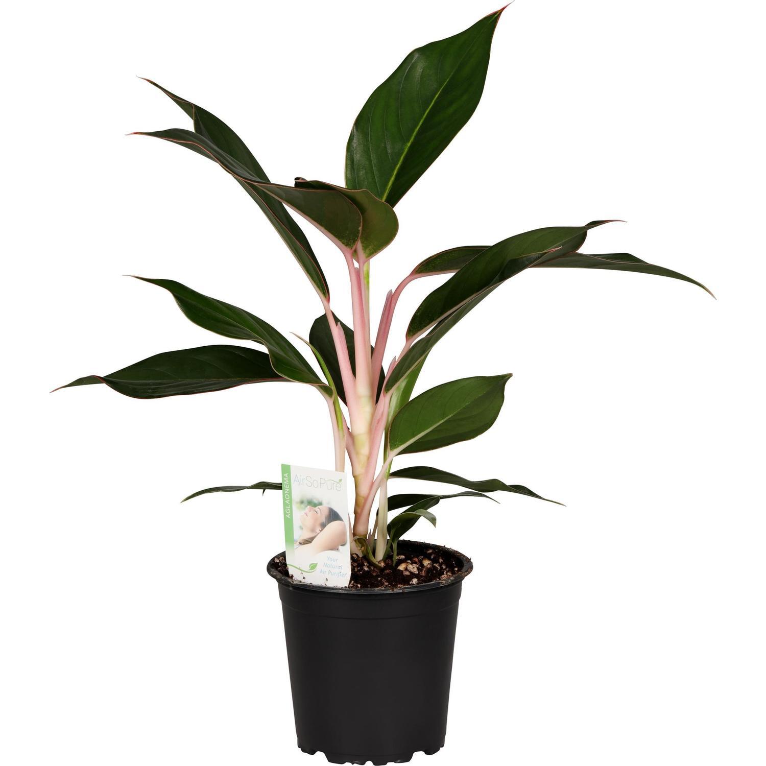 Aglaonema Sapphire