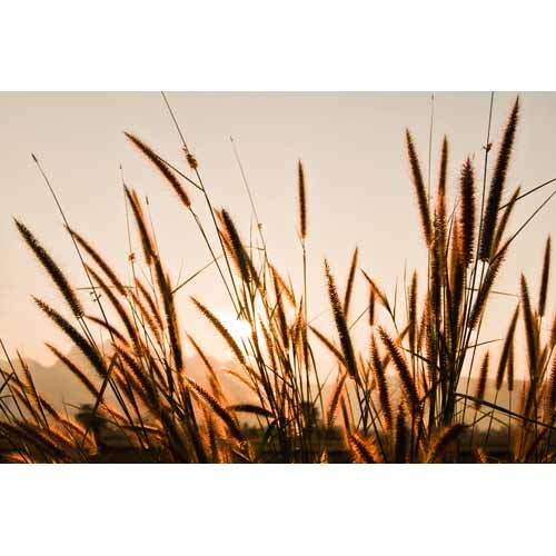 Splashback Beach Grass