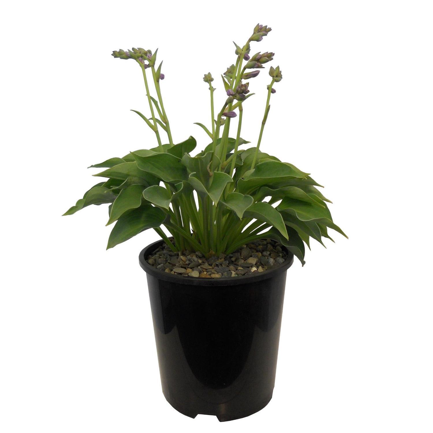 Hosta Blue Cadet