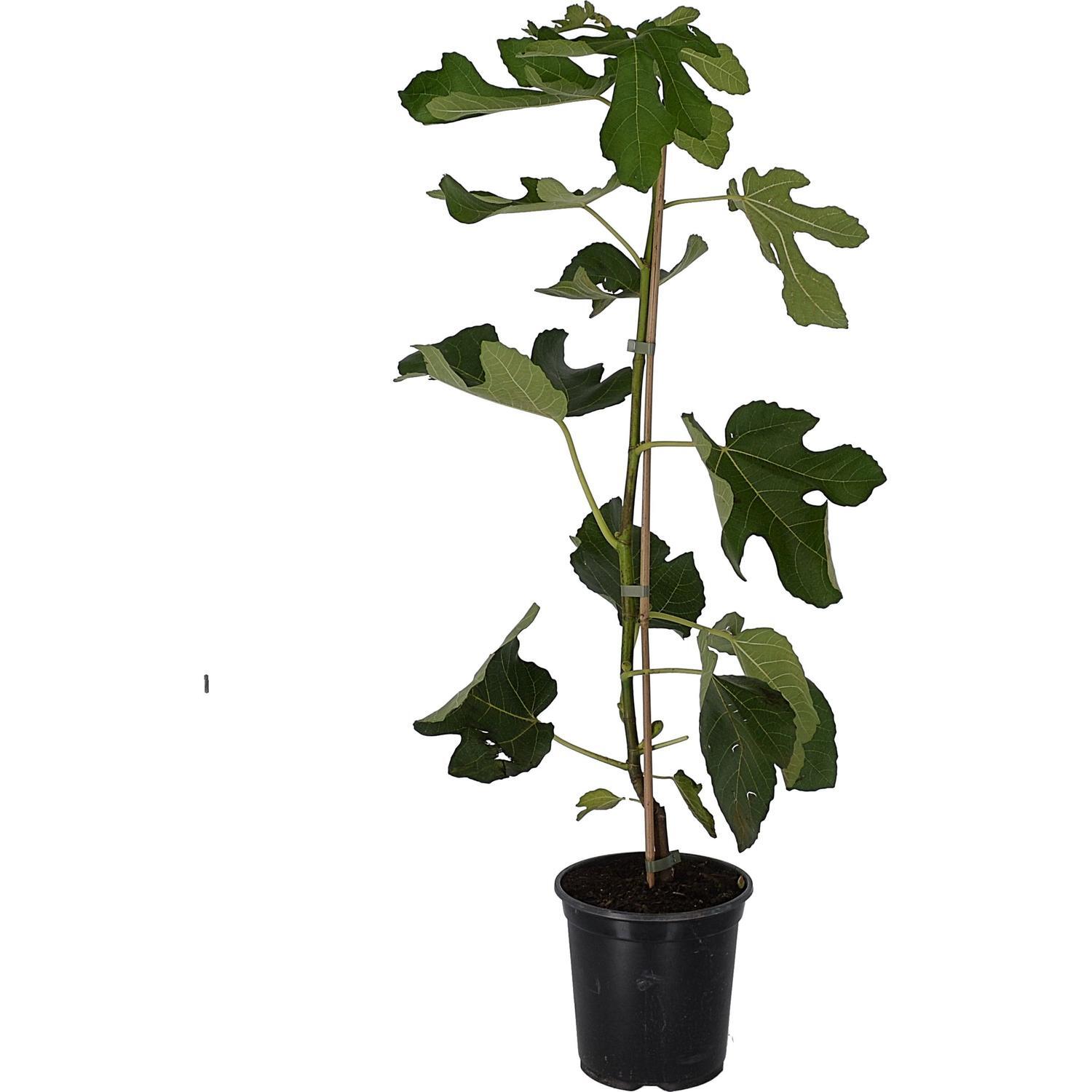 Fig Brunswick