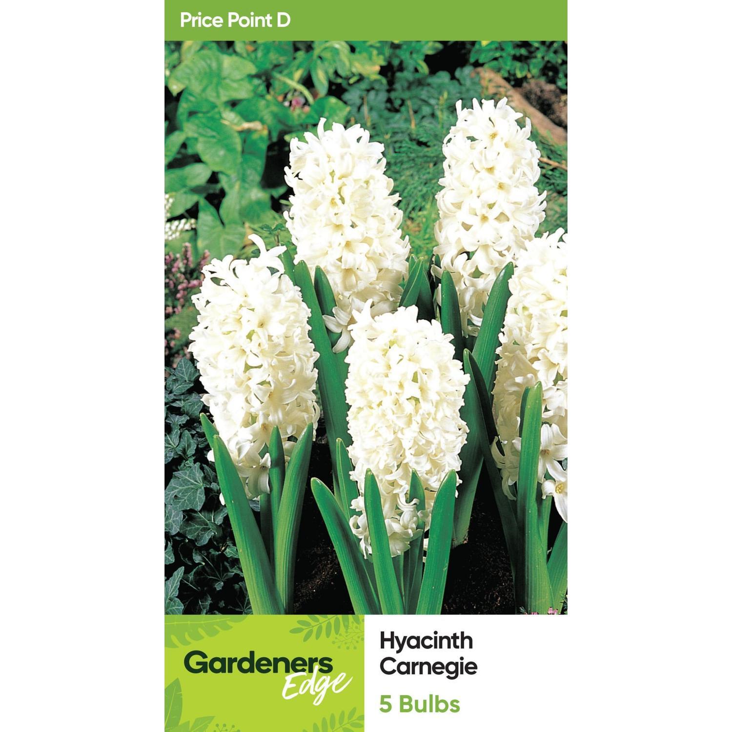 Hyacinth 'Carnegie'