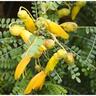 Sophora Dragons Gold 'Kowahi' 4L