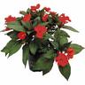 Impatiens Sun Harmony