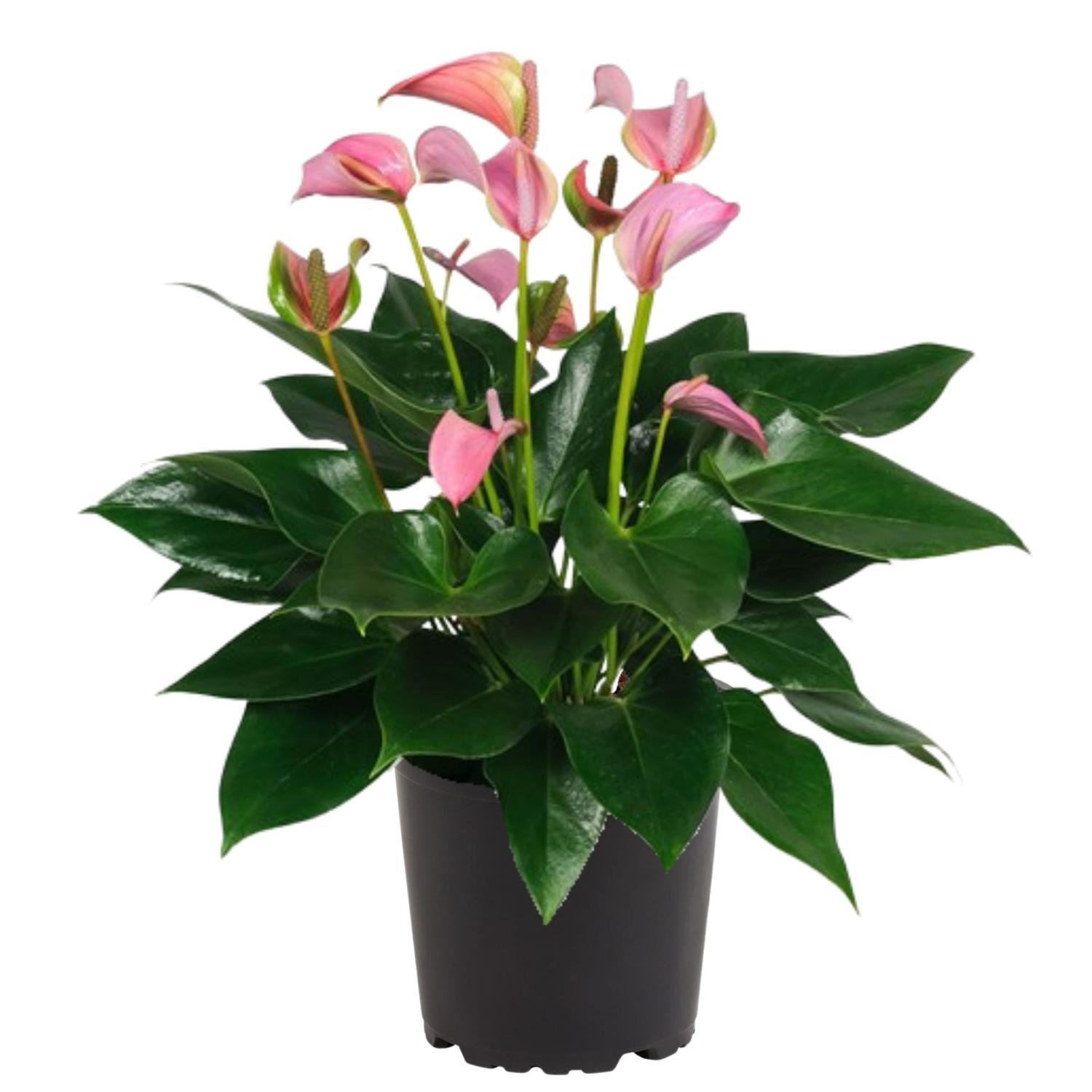 Anthurium Joli Pink 14cm