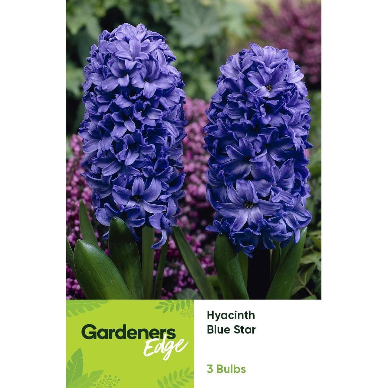 Hyacinth Blue Star