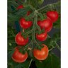 Tomato Ponchi