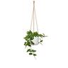 Indoor Hanging Cottage Cup Pot White 14.5cm 128 x 142 x 142mm