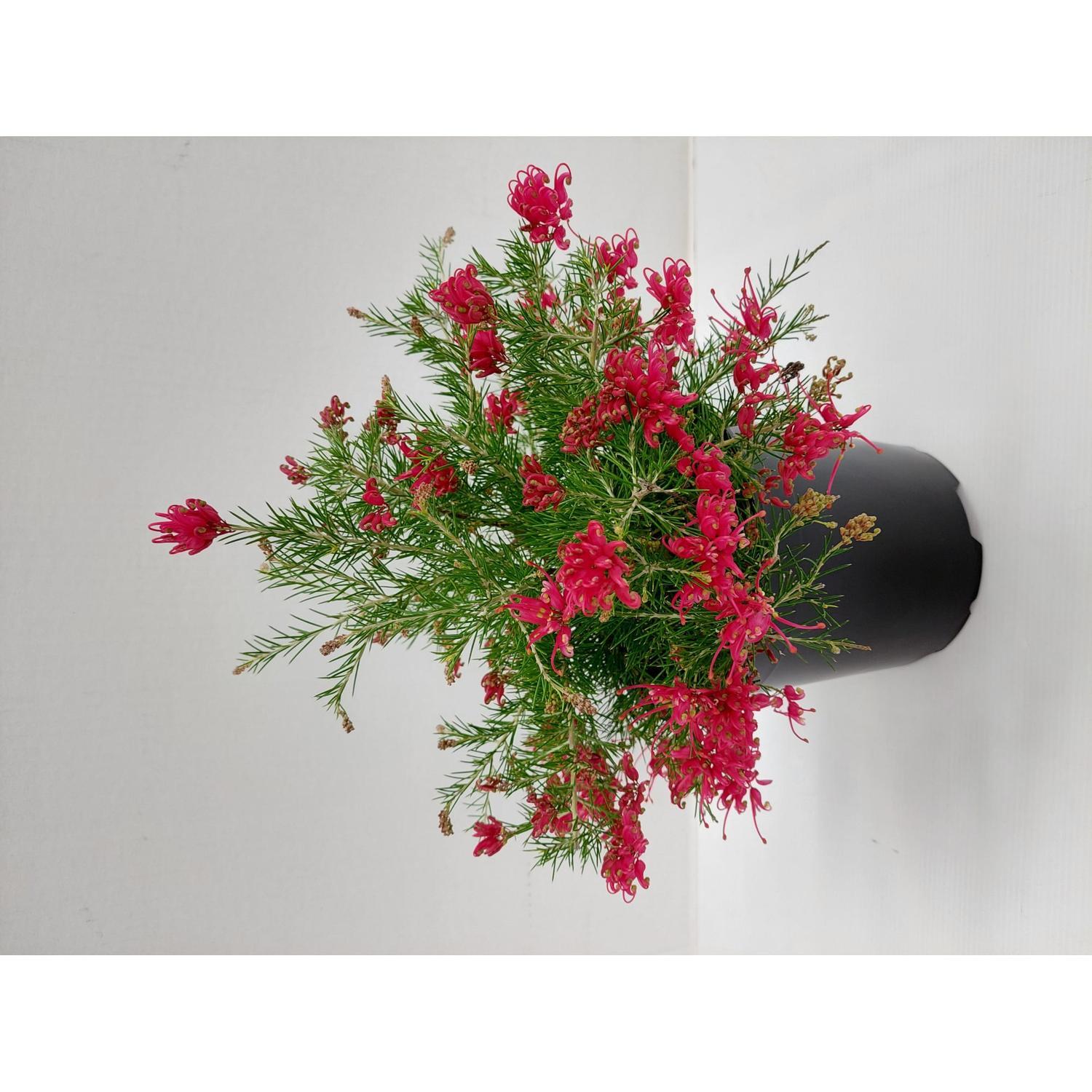 Grevillea Scarlet Sprite