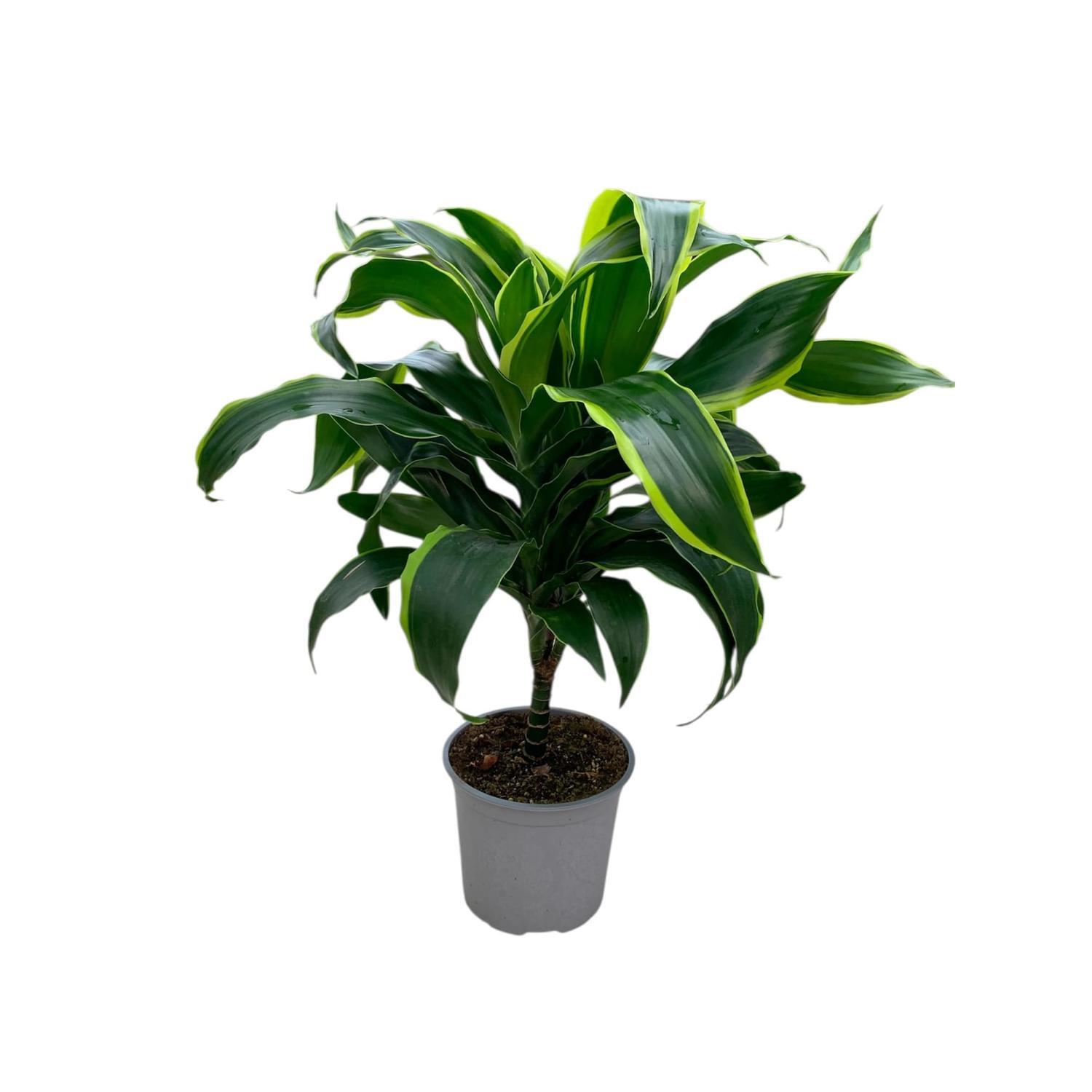 Dracaena Dorado 15cm