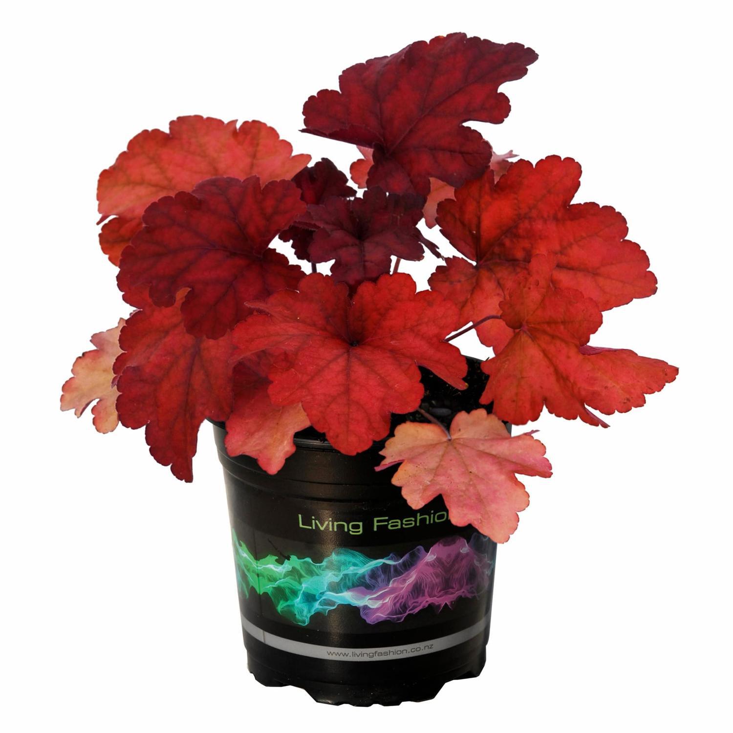 Heuchera Fire Alarm