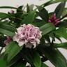 Daphne Perfume Princess