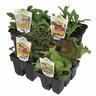 Zinnia Pack of 6 Fire